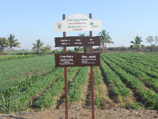 Plot of crop Bajra