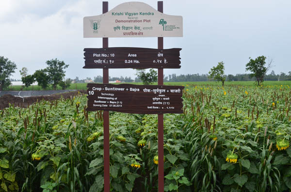 Crop Sunflower and Bajra